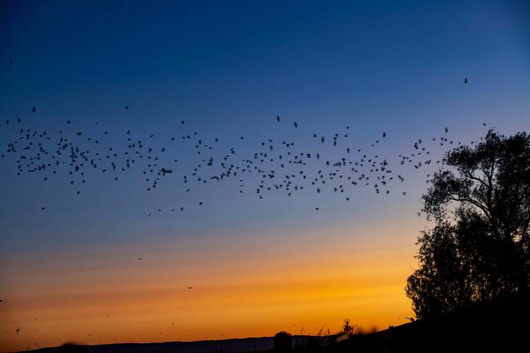 bat tour